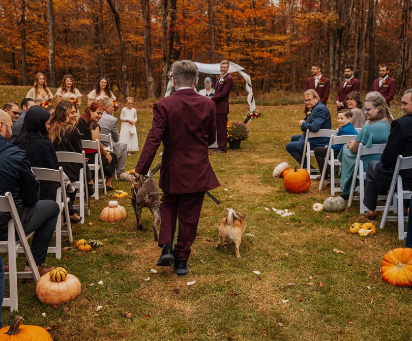 A man in a maroon suit walks two dogs down an aisle towards a wedding arch in autumn.